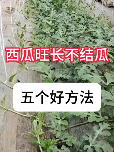 西瓜种植 西瓜秧子长得旺就是不结瓜 ，5个解决方法#农业种植 #西瓜种植 #种植小技巧 #农业技术推广 #真赞农业