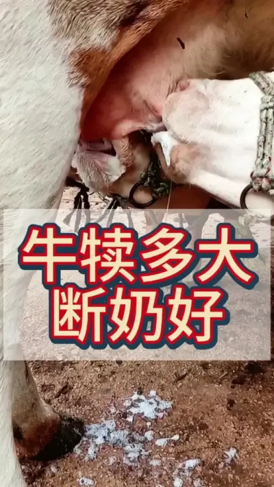 牛犊断奶最佳时间#牛犊 #小牛犊 #西门塔尔小公牛 #犊牛 #三农流量扶持计划
