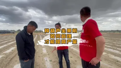 种植葫芦想要提高产量，这个误区一定要注意。#丰向标#张老师服务记#食葵种植 #葫芦种植管理技术