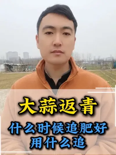 大蒜返青什么时候追肥好，追什么？ #大蒜种植 #大蒜种植技术 #大蒜高产 #农业种植 #服务三农支持三农