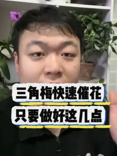 三角梅如何快速催花，只要做好这几点。 #养花 #养花小知识 #花卉绿植 #花卉 #盆栽