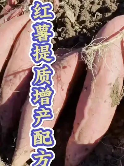 红薯提质增产配方#红薯种植  #红薯高产种植  #红薯高产  #红薯种植知识