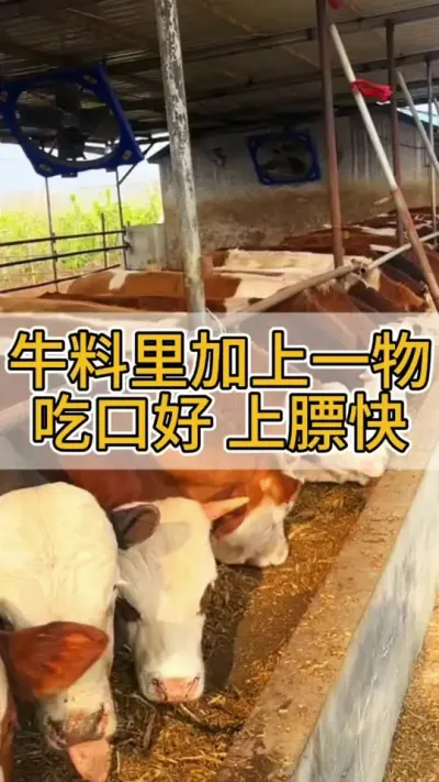 牛吃的料里加上它，牛的吃口好上膘快，体质强壮#养牛人 #科学养牛 #养牛技术 #养牛 #农村养牛
