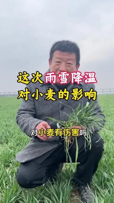 这次雨雪降温，对小麦都有哪些影响？#倒春寒 #小麦年后管理 #农业天气 #农业气象 #毛国富大田高产管理