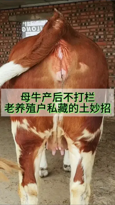 母牛产后不打栏一个老养殖户私藏的土方法#养牛人 #农村养牛 #养牛 #繁殖母牛 #西门塔尔繁殖母牛