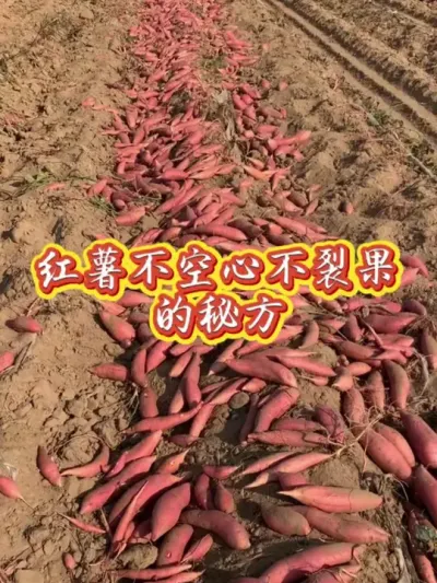 红薯不空心不结果的高产配方#红薯高产种植  #红薯高产  #红薯种植 #红薯种植管理