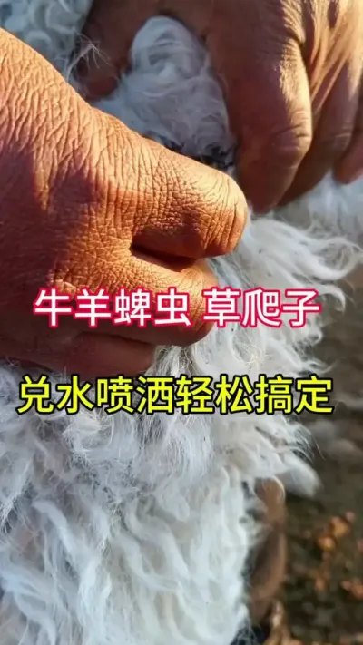 牛羊蜱虫草爬子，兑水喷洒轻松解决#养牛 #养牛人 #养殖 #三农