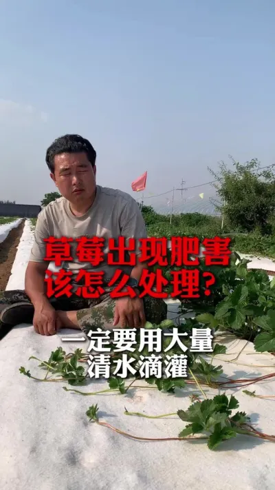 草莓出现肥害怎么办#草莓管理 #草莓技术 #草莓管理 #草莓种植技术 #新农人计划