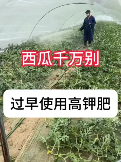 西瓜用错钾肥，影响后期产量 #西瓜种植 #农业知识 #增产增收 #三农 #抖音助农