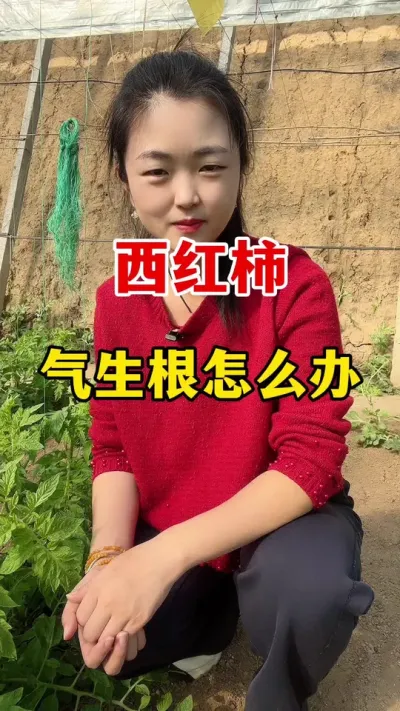 西红柿出现气生根怎么办？ #西红柿种植 #西红柿种植技术