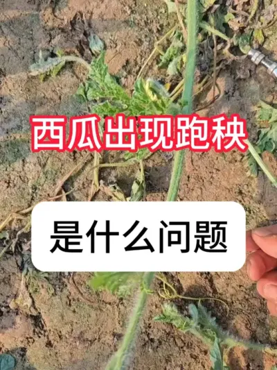 西瓜种植 出现跑秧子是什么问题？施肥问题 #农业种植 #三农 #种植小技巧 #新农人计划 #真赞农业