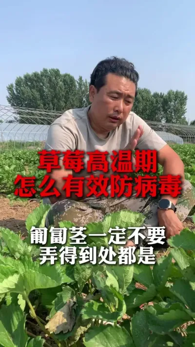 高温如何有效防治病害#草莓种植 #草莓管理 #草莓种植技术 #分享农业知识帮农民增产增收 #新农人计划
