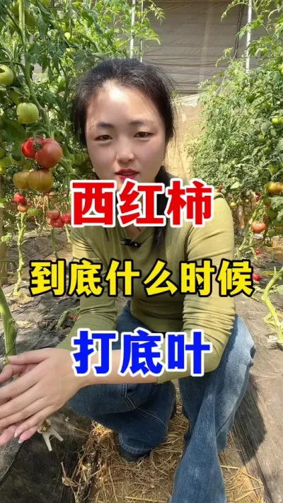 西红柿到底什么时候打底叶？#西红柿种植 #西红柿种植技术