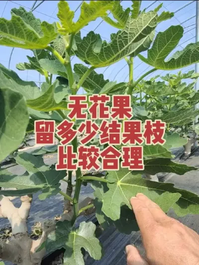 种植无花果根据自己管理水平决定留枝量，留的越少管理难度越小，想多留结果枝增加产量的话就好好提升自己的管理水平 #耿记无花果种植专业合作社 #无花果树苗