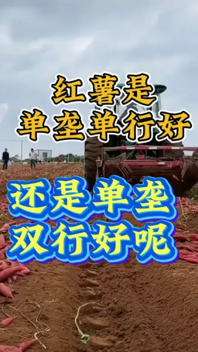 红薯是单垄单行好还是单垄双行好 #红薯种植  #红薯高产种植  #红薯高产  #红薯种植知识