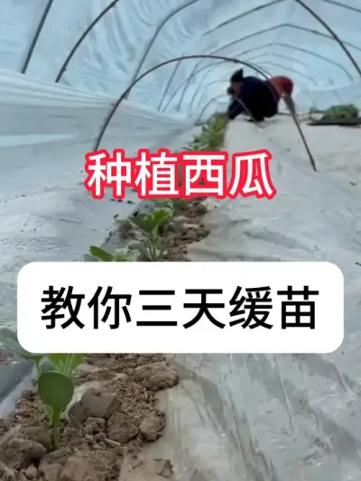 西瓜种植 种早春西瓜，怎么处理缓苗快？#西瓜种植 #农业种植 #种植小技巧 #三农 #真赞农业