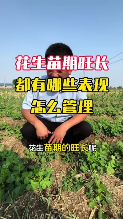 怎么看花生有没有旺长，都有哪些表现？应该怎么进行管理#花生种植 #花生管理 #花生高产 #花生高产全程模式化管理 #毛国富大田高产管理