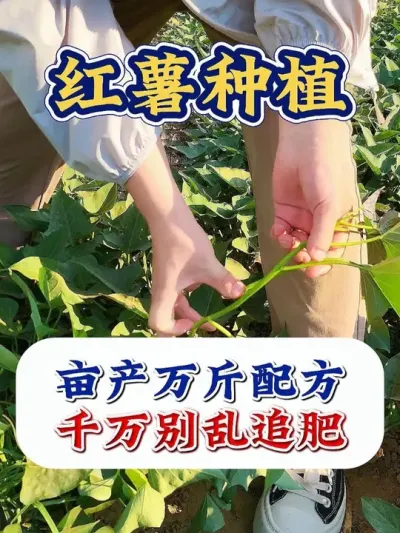 红薯种植万斤的施肥配方 #红薯种植 #红薯种植技术 #红薯高产 #红薯高产种植 #农业种植