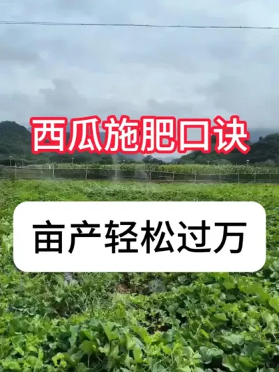 西瓜种植 百万西瓜施肥口诀，让西瓜亩产轻松过万斤#农业种植 #新农人#西瓜种植 #真赞农业 #农产品