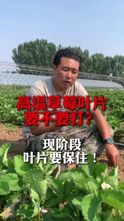 高温草莓的叶片要不要打？#草莓种植 #分享农业知识帮农民增产增收 #新农人计划 #草莓管理 #草莓种植技术