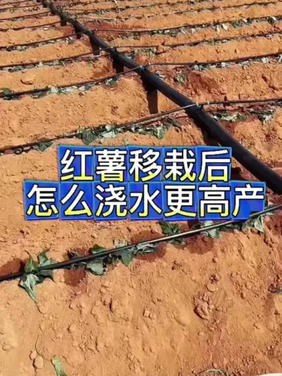 红薯移栽后怎么浇水更高产#红薯种植 #红薯高产 #红薯高产种植 #红薯高产种植管理方案