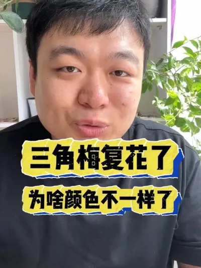 为啥咱家里的三角梅复花了，颜色却变了。 #养花 #养花小知识 #花卉 #花卉绿植 #盆栽