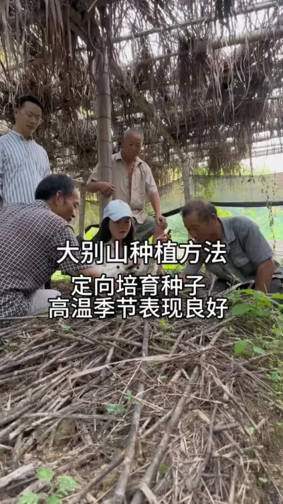 定向培育种子在大别山375米高温季节表现 罗田县白庙河镇2023年8月6日下午17点回访#天麻种植 #天麻种子#技术分享@抖音小助手