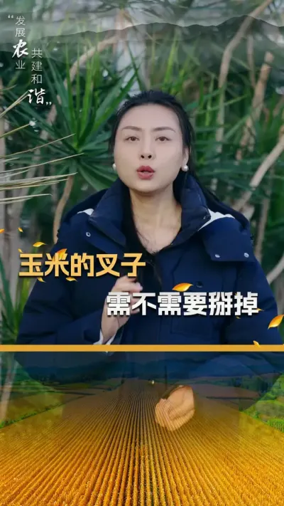 玉米的叉子需不需要掰掉#玉米种植 #玉米种植技术 #玉米种子 #三农 #抖音新农人