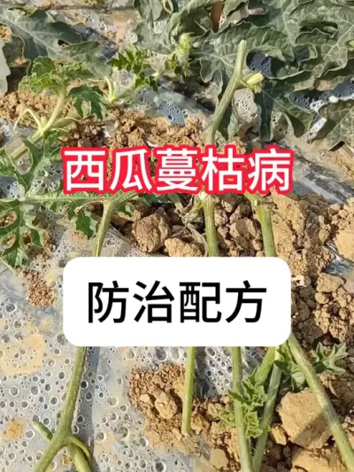 西瓜种植 西瓜的蔓枯病怎么解决？蔓枯病发生原因和解决方法#农业种植 #农业技术推广 #西瓜 #病虫害防治 #真赞农业