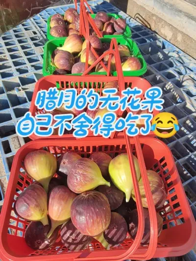 大棚种植无花果，波姬红始终是首选品种#耿记无花果种植专业合作社 #无花果树苗