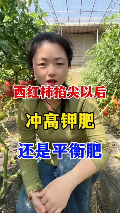 西红柿掐尖后，到底冲平衡肥还是高钾肥？#西红柿种植 #西红柿种植技术