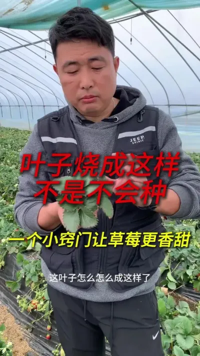 叶子烧边有可能是为了增甜 #草莓种植 #草莓种植管理技术和方法 #草莓🍓 #草莓采摘园 #种草莓