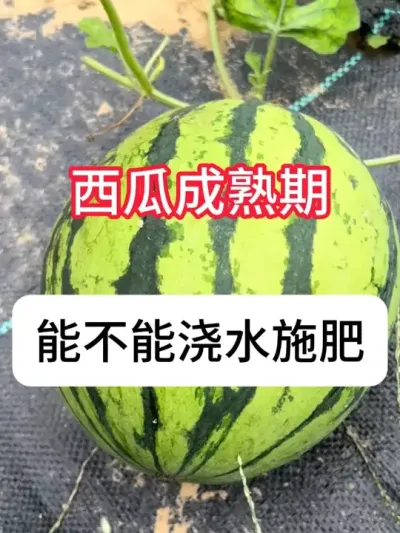 西瓜快成熟还能浇水吗？ #西瓜种植#三农 #种植小技巧 #增产增收 #抖音助农