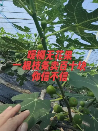 暖棚无花果抓的就是露天和冷棚还没上市的阶段，四五六三个月零售25一斤还是很正常的✊💰#耿记无花果种植专业合作社 #暖棚波姬红无花果 #无花果树苗