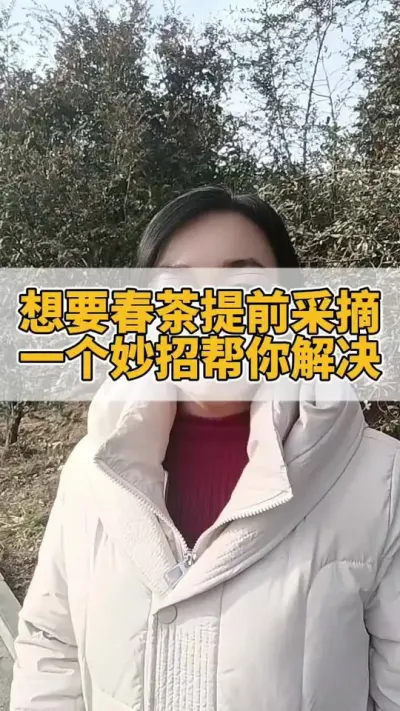 想要春茶提前采摘，一个妙招帮你解决#茶树 #茶树种植 #茶树种植技术与管理