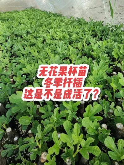 这是真活还是假活呢？#耿记无花果种植专业合作社 #芭劳奈无花果苗 #波姬红无花果苗