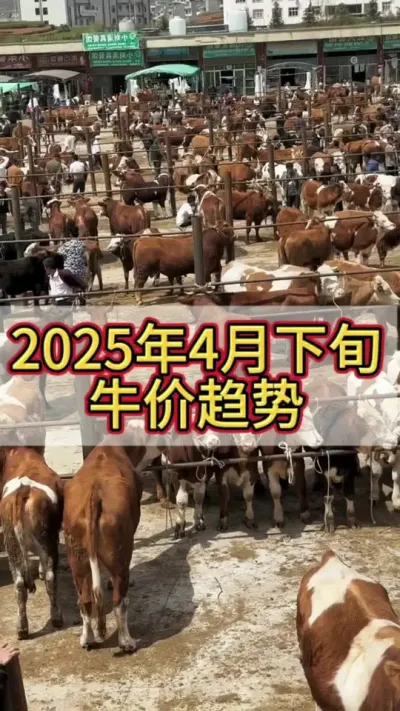 25年4月下旬牛价走势#牛价行情 #科学养牛 #养牛人 #农村养牛 #养牛