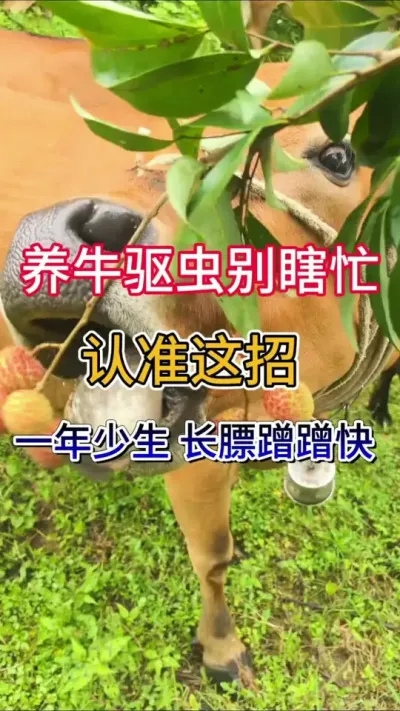 养牛驱虫别瞎忙，用对啦方法，牛羊上膘蹭蹭快，体质强壮#养牛 #养牛技术 #三农 #农村养牛人记录农村生活