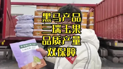 饱满度非常好的一个大片品种#三瑞玉果 #丰向标