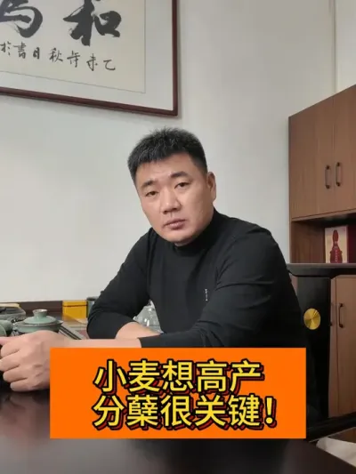 小麦想高产 分蘖很关键！ #新农人计划2024#记录农村生活 #种植小技巧 #三农种植 #小麦