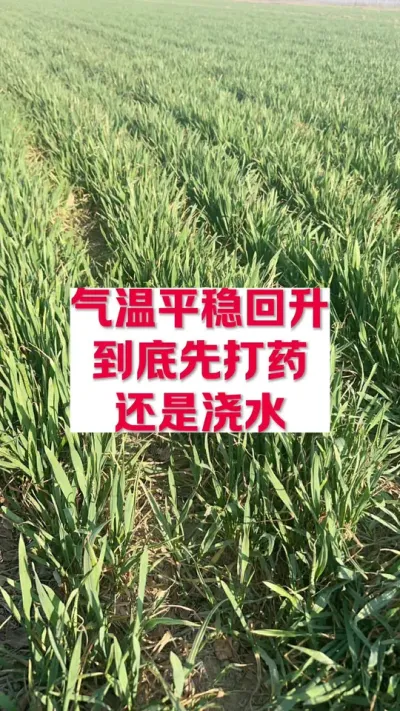 气温回升，先打药还是先浇地。#支持三农扶持三农发展 #分享农业知识帮农民增产增收