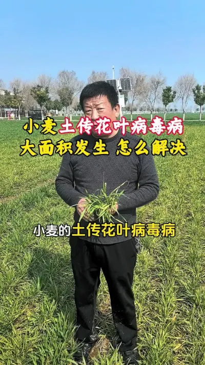 小麦土传花叶病毒病大面积发生，小麦发黄不长，怎么有效解决#小麦一喷三防药 #小麦管理 #小麦花叶病毒病 #小麦发黄 #毛国富大田高产管理