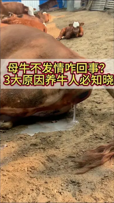 母牛不发情咋回事，3个原因，养牛人必知#科学养牛 #养牛人 #养牛技术 #农村养牛 #繁殖母牛