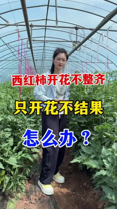 西红柿开花不整齐怎么办？ #西红柿种植#西红柿种植技术