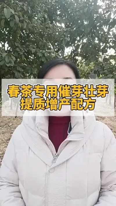 春茶专用催芽壮芽提质增产配方#春茶采摘 #茶树 #春茶 #茶树种植
