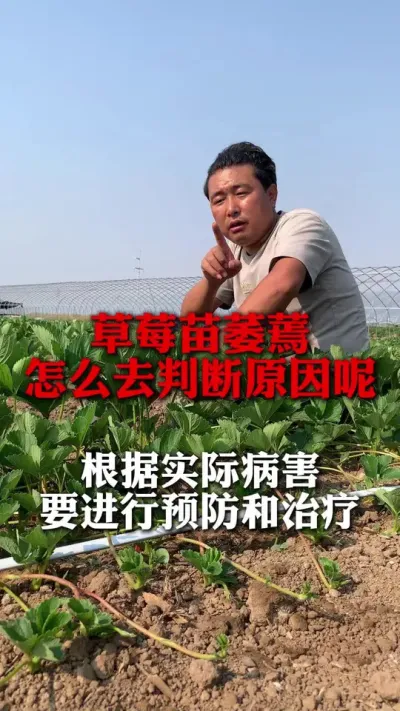 草莓突然萎焉 怎么去判断原因#草莓种植 #草莓管理 #草莓种植技术 #分享农业知识帮农民增产增收 #新农人计划
