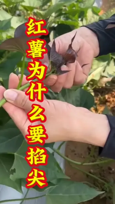 红薯为什么要掐尖#红薯种植  #红薯高产   #红薯高产种植  #红薯种植技术