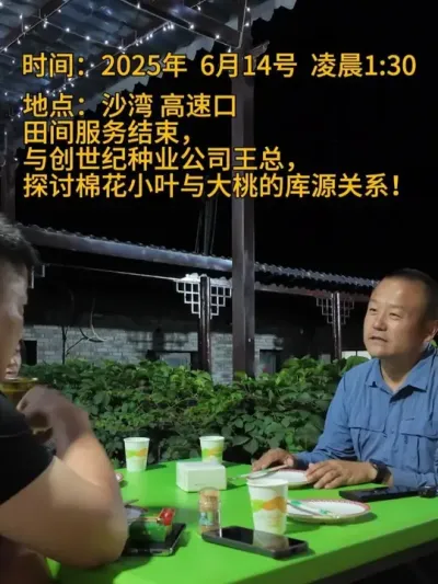 小叶与大桃的库源关系！ #新农人计划2025#记录我的农村生活 #种植小技巧 #支持三农扶持三农发展 #三农种植