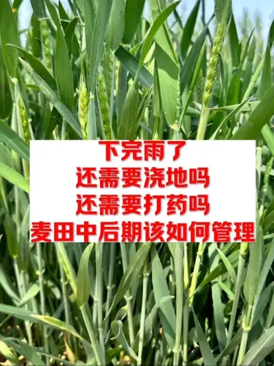 雨后小麦如何管理更高产 #农业种植 #一份耕耘一份收获 #分享农业知识帮农民增产增收