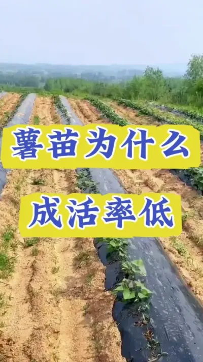 红薯苗为什么成活率低#红薯高产  #红薯高产种植  #红薯种植技术  #红薯种植口诀